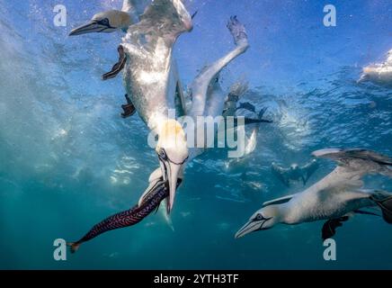 Livello degli occhi con le immersioni dei gannetti settentrionali (Morus bassanus) che portano sott'acqua lo sgombro (Scomber scombrus). Più altre reti di immersione sullo sfondo Foto Stock