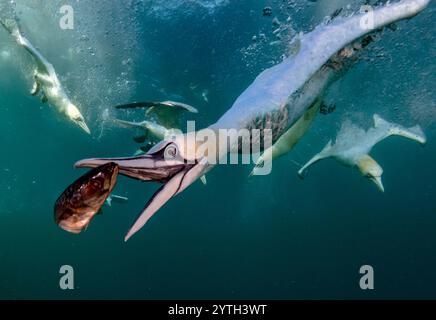 Livello degli occhi con le immersioni dei gannetti settentrionali (Morus bassanus) che portano sott'acqua lo sgombro (Scomber scombrus). Più altre reti di immersione sullo sfondo Foto Stock