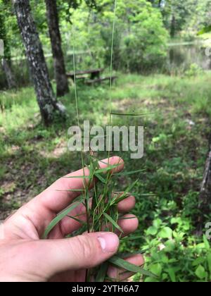 Panicgrass a frutto piccolo (Dichanthelium dichotomum dichotomum) Foto Stock