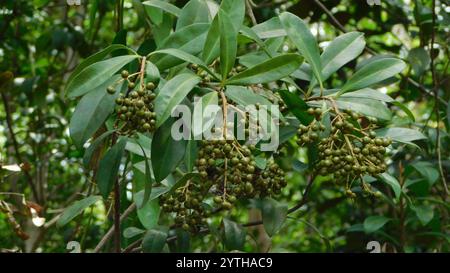 Mirtillo (Ardisia escallonioides) Foto Stock