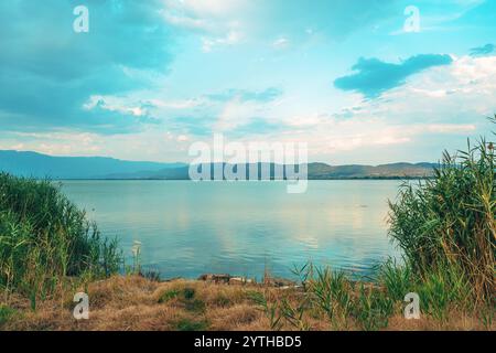 Erba verde di canne sul lago Dojran nella Macedonia del Nord, attenzione selettiva Foto Stock