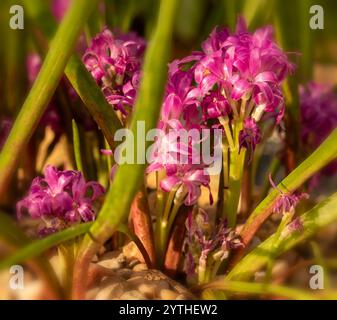 Incantevole Lachenalia paucifolia, mantello a pochi fiori. Primo piano naturale, ritratto di piante fiorite. Incantevole, esotica, espressiva, squisita, audace Foto Stock