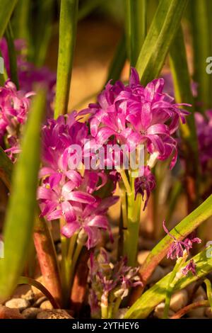 Incantevole Lachenalia paucifolia, mantello a pochi fiori. Primo piano naturale, ritratto di piante fiorite. Incantevole, esotica, espressiva, squisita, audace Foto Stock