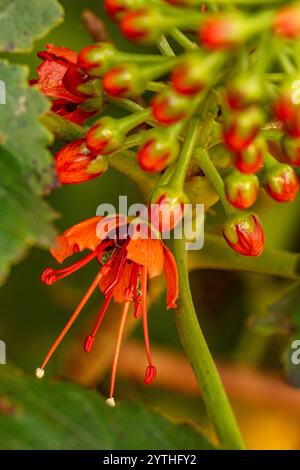 Primo piano naturale ritratto di piante in fiore di Greyia Sutherlandii in autunno. Legittimo, attraente, affidabile, originale, moody, nouveau, sano, audace Foto Stock