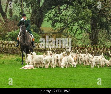 huntsman con il suo branco di saccheggiatori bianchi Foto Stock