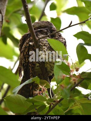 Frusta orientale-povera-volontà (Antrostomus vociferus) Foto Stock