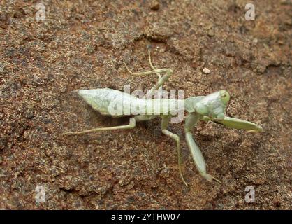 Manti ad armi larghe (Cilnia humeralis) Foto Stock