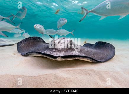 Al livello degli occhi con una Stingray meridionale (Hypanus americanus), raggi solari e onde superficiali visibili sopra. Pesce del martinetto a barra verso la parte posteriore. Foto Stock