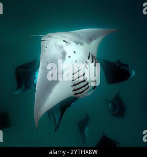 Al livello degli occhi con un Reef Manta Ray (Mobula alfredi) che si muove davanti a noi. Altre mante sullo sfondo. Foto Stock
