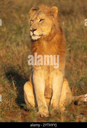 Leone maschio giovanile seduto al sole della sera Foto Stock