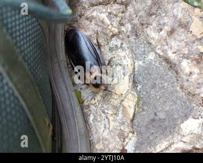 Cockroach della testa della morte (Blaberus craniifer) Foto Stock