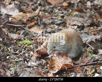 Polo meridionale a dorso rosso (Clethrionomys gapperi) Foto Stock