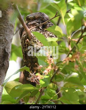 Frusta orientale-povera-volontà (Antrostomus vociferus) Foto Stock