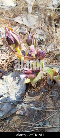 Lungwort peloso (Pulmonaria mollis) Foto Stock