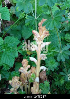 Broomrape profumato di chiodi di garofano (Orobanche caryophyllacea) Foto Stock