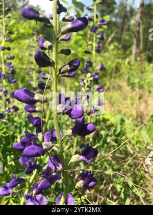Indaco selvatico blu prateria orientale (Baptisia australis aberrans) Foto Stock