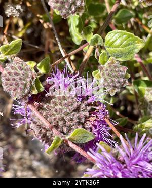 Zecca di Coyote (Monardella villosa) Foto Stock