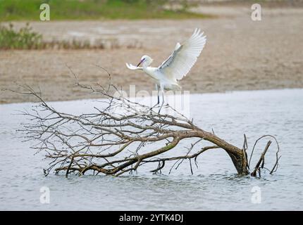 Egret rossastro nei White Morph Colors vicino a Port Aransas Texas Foto Stock