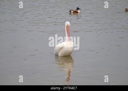 Pelican sta cercando di grattare un Itch vicino Port Aransas, Texas Foto Stock