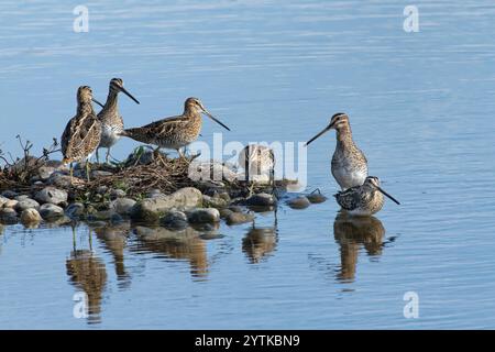 Gruppo di cecchini comuni (Gallinago gallinago) che riposa su una piccola isola in un lago di acqua dolce poco profondo, Gloucestershire, Regno Unito, ottobre. Foto Stock