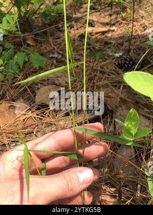 Panicgrass a frutto piccolo (Dichanthelium dichotomum dichotomum) Foto Stock