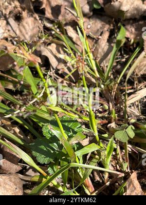 Woodrush peloso (Luzula pilosa) Foto Stock