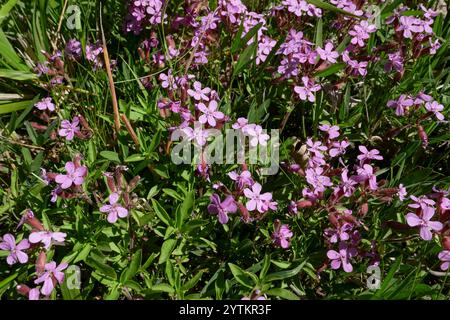 La pianta di saponaria ocymoides è in fiore Foto Stock