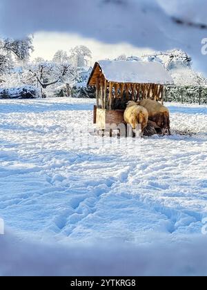 Come gli animali domestici svernano. Due pecore mangiano fieno da un alimentatore di legno nel mezzo di un pascolo coperto di neve. Telaio da neve. Prendersi cura degli animali. Foto Stock