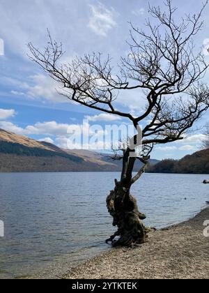 Un albero solitario su una spiaggia a Firkin Point all'inizio della primavera, Loch Lomond, Scozia Foto Stock