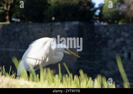 Airone bianco sul canale del giardino imperiale. Giardini esterni del Palazzo Imperiale nel centro di Tokyo, Giappone. Foto Stock