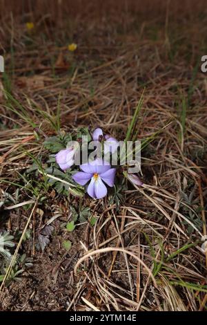 Viola del piede di uccello (Viola pedata) Foto Stock