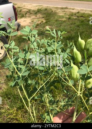 Indaco selvatico blu prateria orientale (Baptisia australis aberrans) Foto Stock