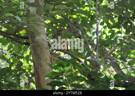 Pugile di paradiso petto (Tanysiptera sylvia) Foto Stock