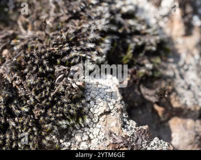 Ragno saltellante con firma a V (Aelurillus V-insignitus) Foto Stock