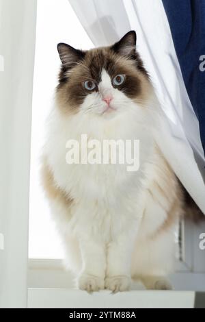 Ritratto di un bel gatto Ragdoll in un ambiente domestico . Foto Stock