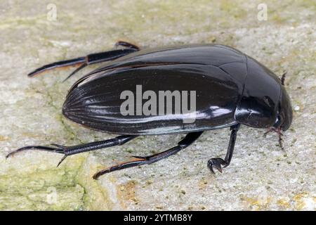 Coleottero acquatico (piceus idrata), Adulto su una roccia. Foto Stock