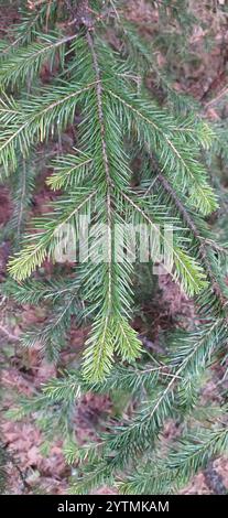 Abete siberiano (Abies sibirica) Foto Stock