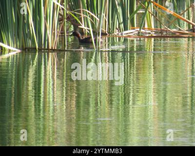 Piccola Grebe africana (Tachybaptus ruficollis capensis) Foto Stock