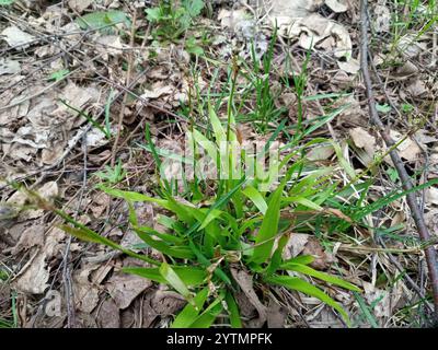 Woodrush peloso (Luzula pilosa) Foto Stock