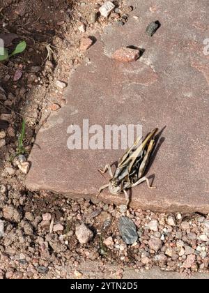 Grasshopper con ali di corallo (Pardalophora apiculata) Foto Stock