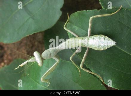 Manti ad armi larghe (Cilnia humeralis) Foto Stock