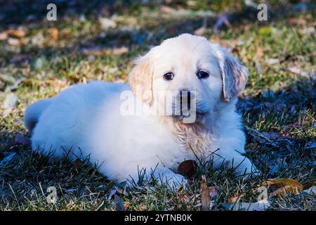 Platino o cucciolo Golden Retriever di sette settimane di colore crema che gioca sull'erba. Foto Stock