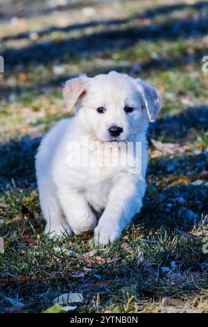 Platino o cucciolo Golden Retriever di sette settimane di colore crema che gioca sull'erba. Foto Stock