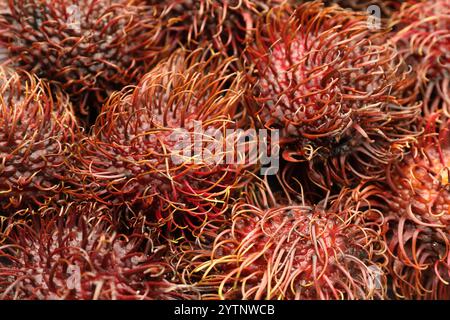 Un mucchio di nuovi rambutan come sfondo, primo piano Foto Stock