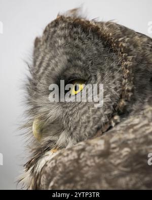 Grande profilo di gufo grigio Ritratto di primo piano estremo con enfasi sull'occhio giallo brillante Foto Stock
