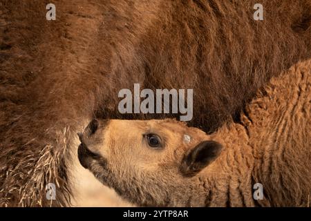 Giovane infermiera americana di vitello Bison Foto Stock