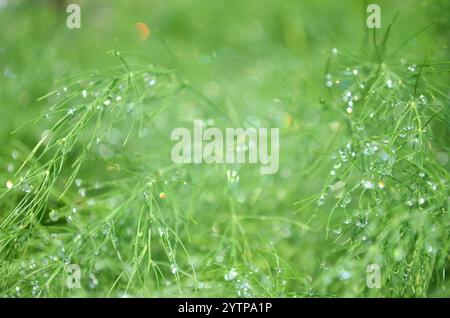 Primo piano di piccole gocce di pioggia sui rami di asparagi verdi. Può essere utilizzato come sfondo verde della pianta o biglietto di auguri con spazio di copia. Foto Stock