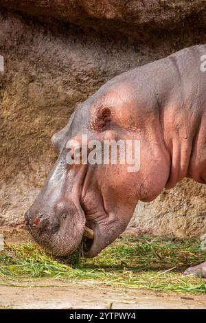 un ippopotamo sta mangiando erba. L'ippopotamo comune (Hippopotamus amphibius), o ippopotamo, è un grande mammifero semiacquatico, per lo più erbivoro Foto Stock