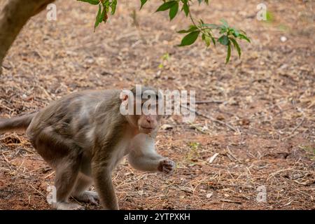 Il macaco del cofano (Macaca radiata) è una specie di macaco endemica dell'India meridionale. Il macaco del cofano è diurno, arboreo e terrestre. Foto Stock