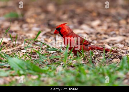 Un cardinale del nord maschio rosso sul terreno nel nord-est dell'Indiana, Stati Uniti. Foto Stock